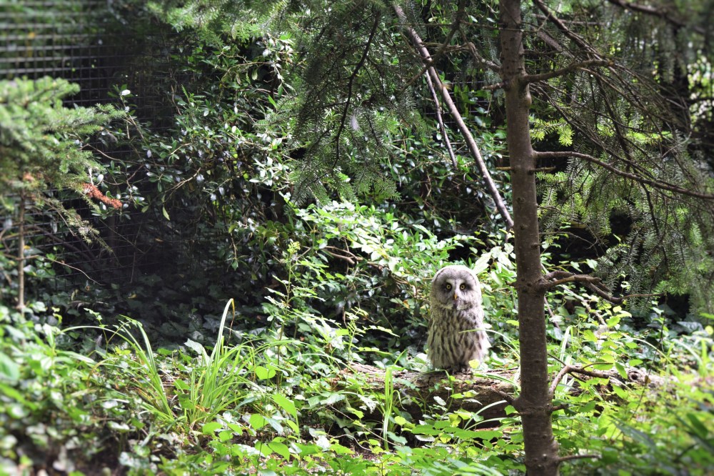 Great Grey Owl -R'dam(afroplatter)